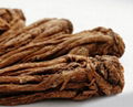 supply Angelica sinensis for export