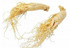 supply The herb ginseng for export 