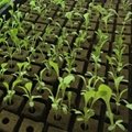 soilless mediums  hydroponic substrates 