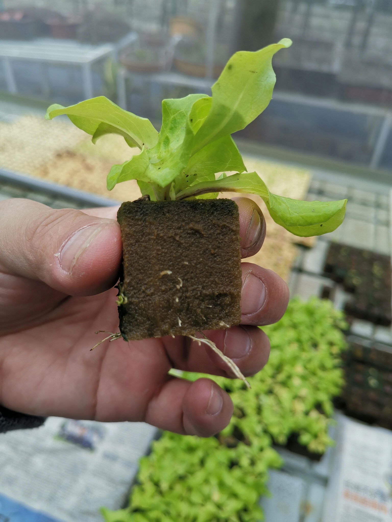 soilless mediums  hydroponic substrates  3