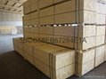 2016 Best price POPLAR   L Timber