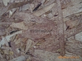 OSB board/oriented strand board 3