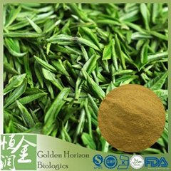  GMP High Quality 98% Green Tea Powder Weight Loss 