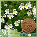 Superb Top Notch GMP Certified Eyebright