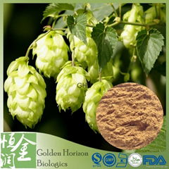 Superb Top Notch GMP Organic Hops Humulus Lupulus Extract