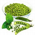 green mung bean 1