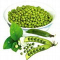 green mung bean