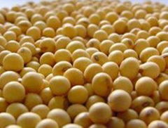 soybean