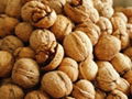 walnut