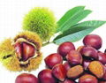 fresh chestnut 1