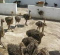 Fertile Ostrich Eggs and Chicks for sale 1