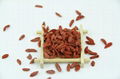 High quality Goji Berry dried fruit 380 grains/50G for sale Ningxia Goji berries