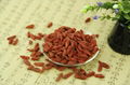 High quality Goji Berry dried fruit 380 grains/50G for sale Ningxia Goji berries 4