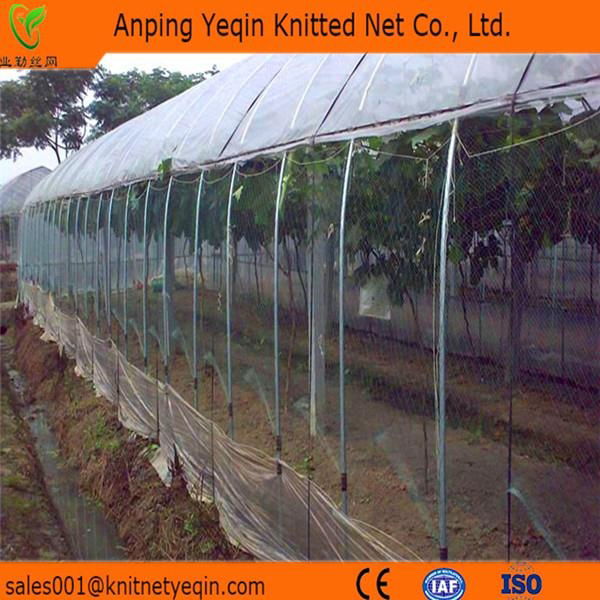 Orchards Anti Bird Net