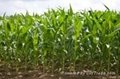 Manufacture and exporter Corn ( Maize)