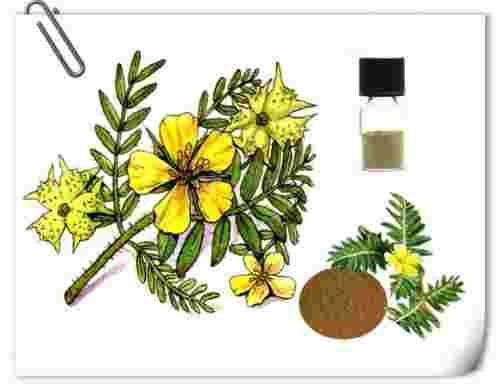 tribulus terrestris extract benefits Tribulus Terrestris Extract