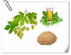 hops extract health benefits Hops Extract