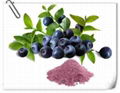 pure acai berry extract Acai Extract