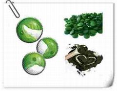 benefits of chlorella powder Chlorella Powder