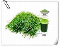 benefits of barley grass powder Barley Grass Powder