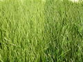 50mm synthetic turf for football sield 3