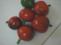 tomatoes