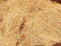 COCONUT FIBER 2