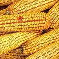 yellow corn 3