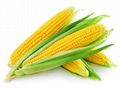 yellow corn 5