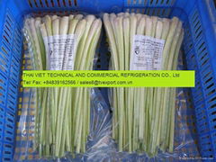 FRESH LEMONGRASS