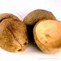 Coconut shell