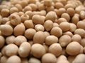 Legumes from Russia