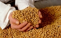 Legumes from Russia 3
