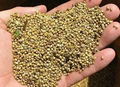 Wheat, corn, oats, barley and panicum from Russia 1