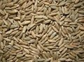 Wheat, corn, oats, barley and panicum from Russia 2