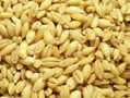 Wheat, corn, oats, barley and panicum from Russia 3