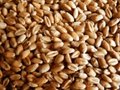 Wheat, corn, oats, barley and panicum from Russia 4