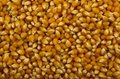 Wheat, corn, oats, barley and panicum from Russia 5