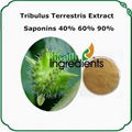 Tribulus Terrestris Extract 1