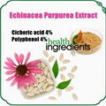 Echinacea Purpurea Extract 1