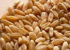 DURUM WHEAT