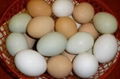 Fresh Brown Chicken Eggs