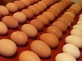 Brown Chicken Eggs