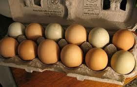 Fresh Fertile Chicken Eggs at cheap prices