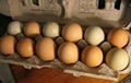 Fresh Fertile Chicken Eggs at cheap prices
