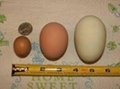 Farm fresh white chicken eggs for sale