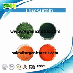 Brown Seaweed Extract 5%-20% Fucoxanthin