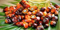 palm oil