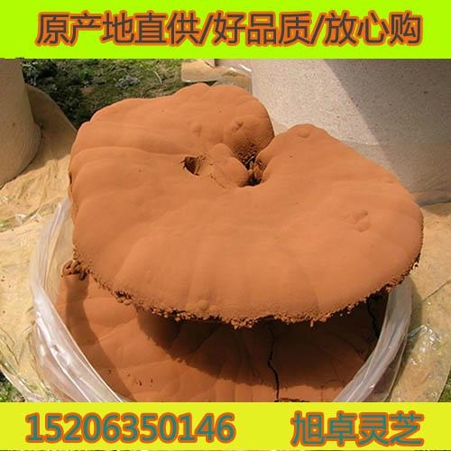 山東破壁靈芝孢子粉禮盒 2