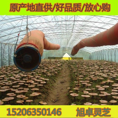 山東破壁靈芝孢子粉禮盒 5